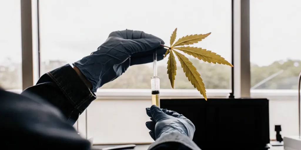 gloved hands holding cannabis leaf and syringe for laboratory analysis