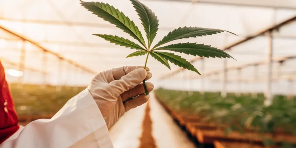 gloved scientist holding cannabis leaf inside greenhouse lab