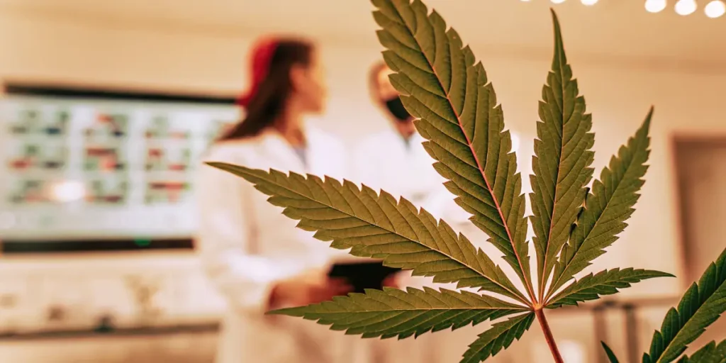 Cannabis leaf close-up with scientists working in a laboratory background.