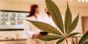 Cannabis leaf close-up with scientists working in a laboratory background.