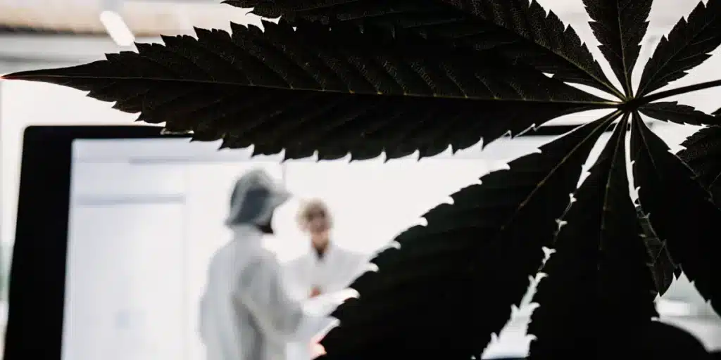 Cannabis leaf silhouette with scientists analyzing samples in lab.