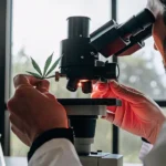 scientist examining a cannabis leaf under a microscope in a bright laboratory