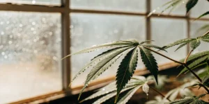 Cannabis leaf with water droplets illuminated by sunlight in a greenhouse.
