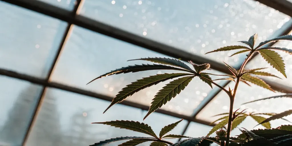 cannabis leaves under greenhouse light with morning dew