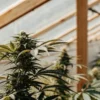 cannabis plant growing in a sunlit greenhouse environment