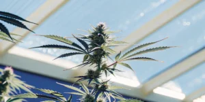 cannabis plant growing under sunlight inside a greenhouse