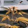 scientist injecting cannabis plant with solution in laboratory