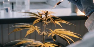 scientist injecting cannabis plant with solution in laboratory