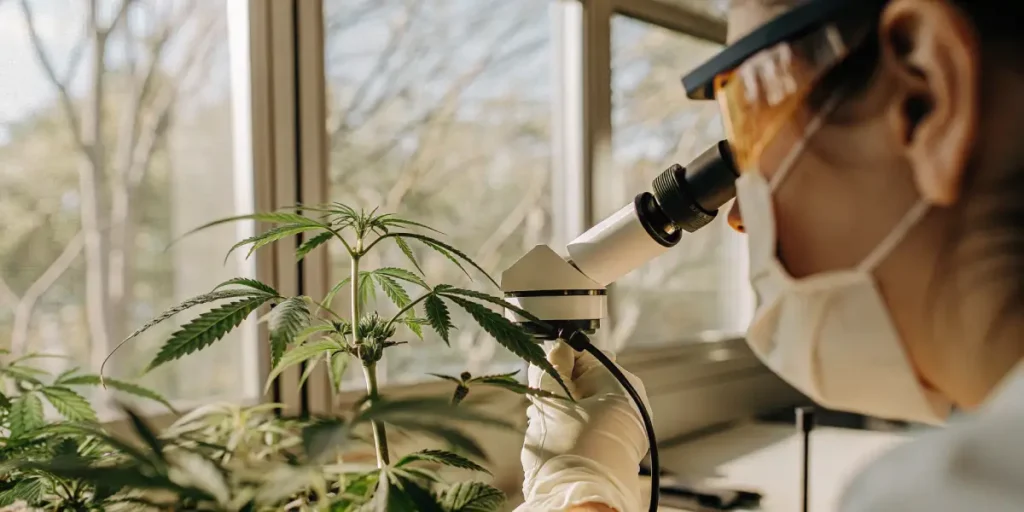 scientist examining cannabis plant under microscope in laboratory