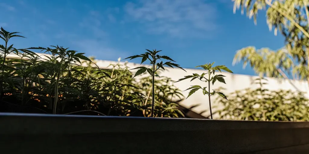 Cannabis plant root system growing in rich, fertile soil.