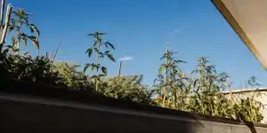 Cannabis plant roots exposed in a detailed soil cross-section.