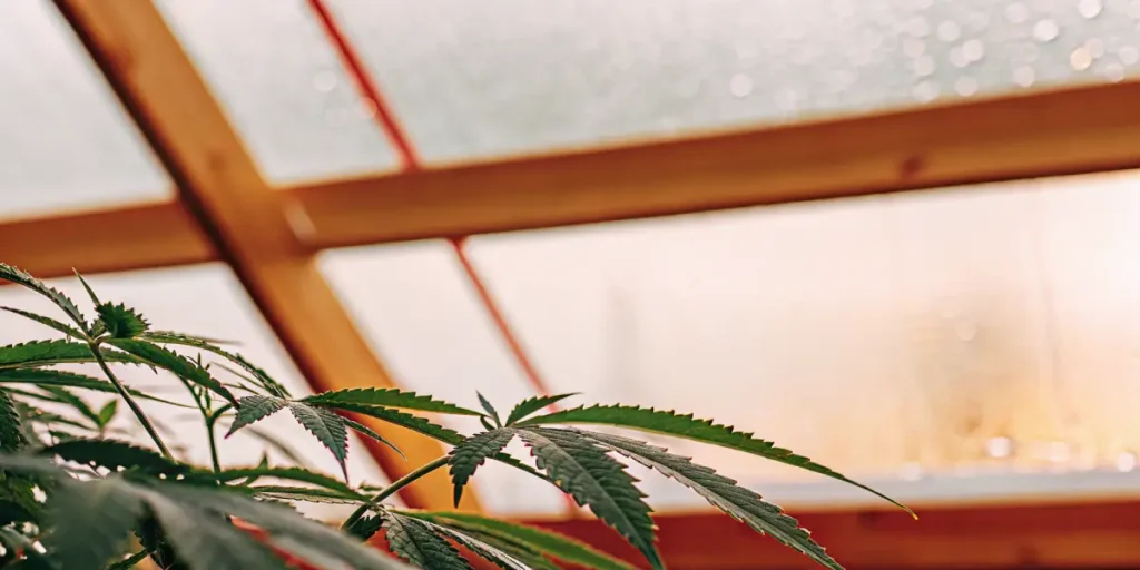 Cannabis plant under a humid greenhouse roof with diffused sunlight.