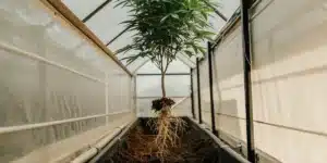 Cannabis plant with exposed roots inside a greenhouse.