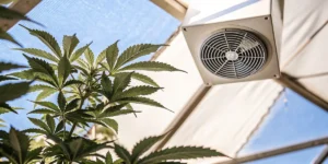 Cannabis plant growing under a greenhouse ventilation system.