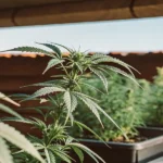 Cannabis plants growing in pots under a shaded outdoor setup.