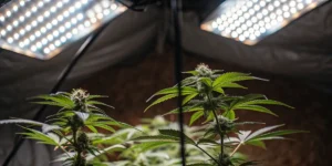 Cannabis plants with buds growing under bright LED grow lights indoors.