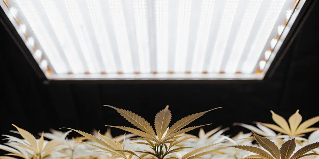 Cannabis plants growing under LED grow lights in an indoor setup.