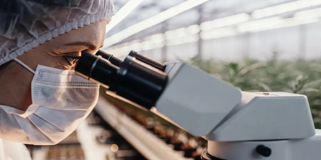 close-up of cannabis researcher studying plant tissue under microscope