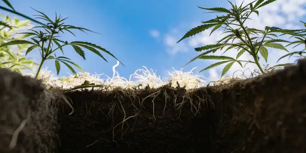 Cannabis plant root system visible through soil layers in natural light.