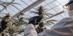 scientist examining cannabis bud in greenhouse for research quality