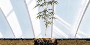 Young cannabis plant showing exposed roots growing in greenhouse soil.