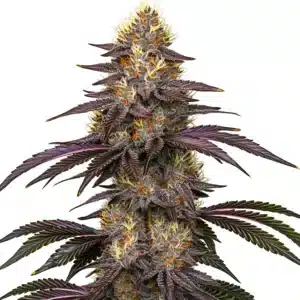 Cherry Pie OG cannabis bud with purple hues and dense trichomes on a white background.