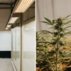 Scientifique travaillant dans un laboratoire horticole avec des plants de cannabis en croissance.