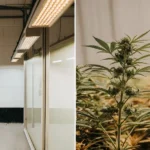 Scientifique travaillant dans un laboratoire horticole avec des plants de cannabis en croissance.