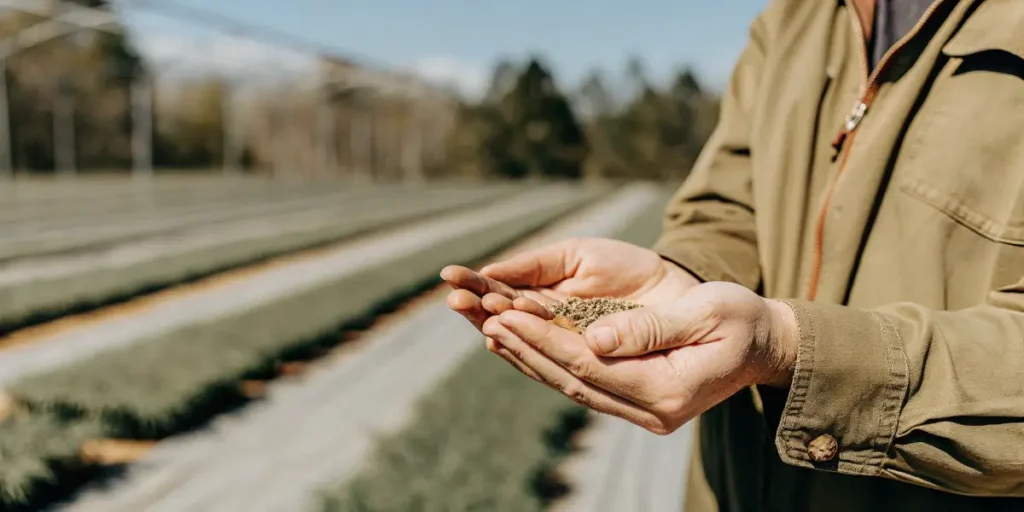 Farmer holding cannabis seeds in hands over a sunny cultivated field.
