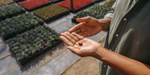Close-up of a gardener holding a cannabis seed in their hand in a greenhouse.
