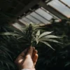hand holding a cannabis branch inside a greenhouse during cultivation