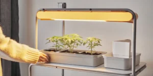 Indoor cannabis grow light tray seedlings — young cannabis plants growing in rectangular trays under a warm LED grow light, tended by a person adjusting the setup.