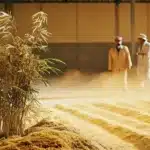 Processus de séchage et de transformation du chanvre dans un entrepôt, avec deux travailleurs observant les tas de chanvre au sol.