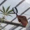 scientist inspecting cannabis leaf with magnifying glass in greenhouse