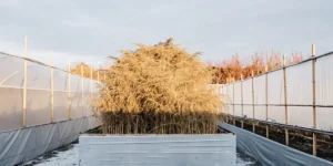 Large cannabis plant growing in a raised greenhouse bed during late flowering stage.