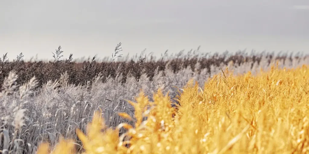 Multicolored cover crop field with yellow, brown, and silver grasses swaying in the wind.