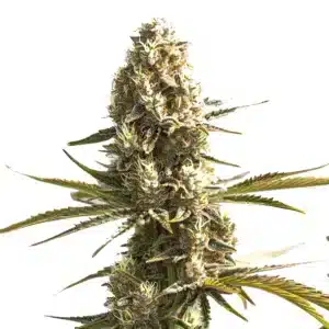 OG Kush x Hash Plant cannabis flower displaying frosty trichomes and bright pistils.