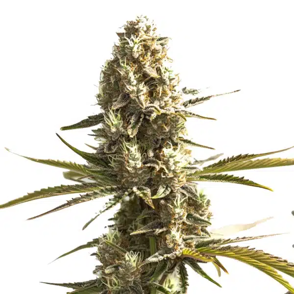 OG Kush x Hash Plant cannabis flower displaying frosty trichomes and bright pistils.