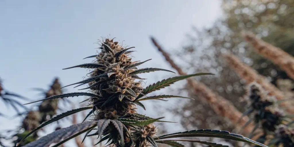 outdoor cannabis bud with trichomes and orange pistils under natural sunlight
