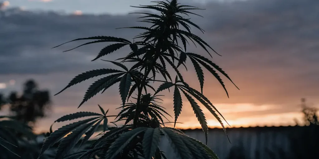 Outdoor cannabis plant silhouetted at sunset.