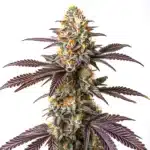 Purple Cookie Kush bud enriched with deep violet leaves and heavy trichome coverage.