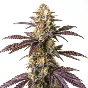 Purple Cookie Kush bud enriched with deep violet leaves and heavy trichome coverage.