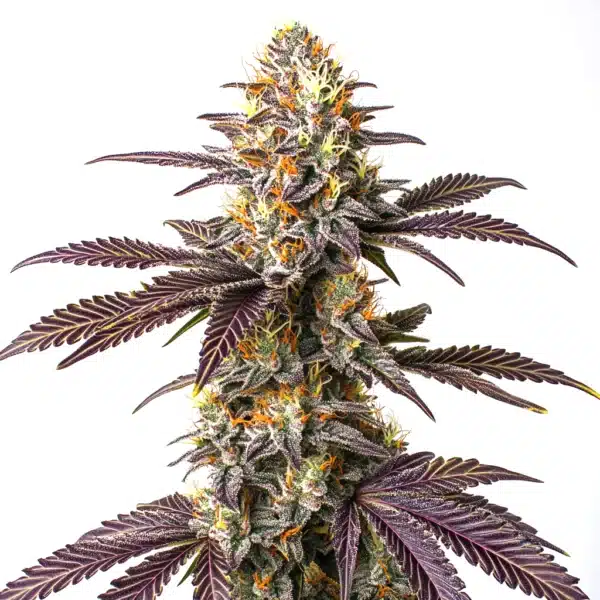 Purple Cookie Kush bud enriched with deep violet leaves and heavy trichome coverage.