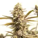 Rainbow Driver cannabis flower packed with resin, displaying vibrant pistils and frosty trichomes.