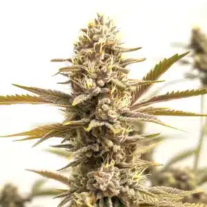 Rainbow Driver cannabis flower packed with resin, displaying vibrant pistils and frosty trichomes.