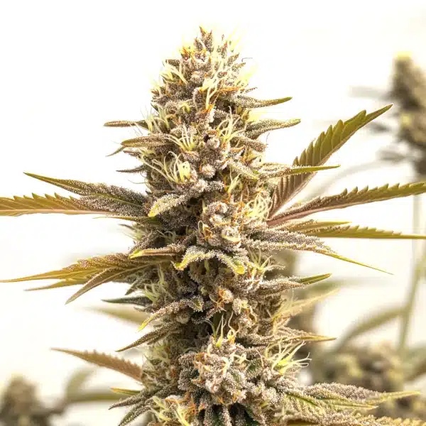 Rainbow Driver cannabis flower packed with resin, displaying vibrant pistils and frosty trichomes.