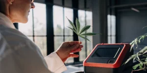 scientist analyzing cannabis leaf beside digital lab testing device