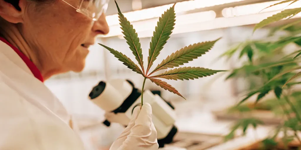 scientist analyzing a cannabis leaf in a laboratory with microscope and plants