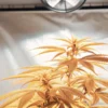 cannabis plant growing under bright LED light in small indoor setup