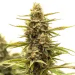 Tangerine Dream cannabis flower featuring bright green leaves and dense frosty trichomes.